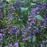 bluebells & archangel